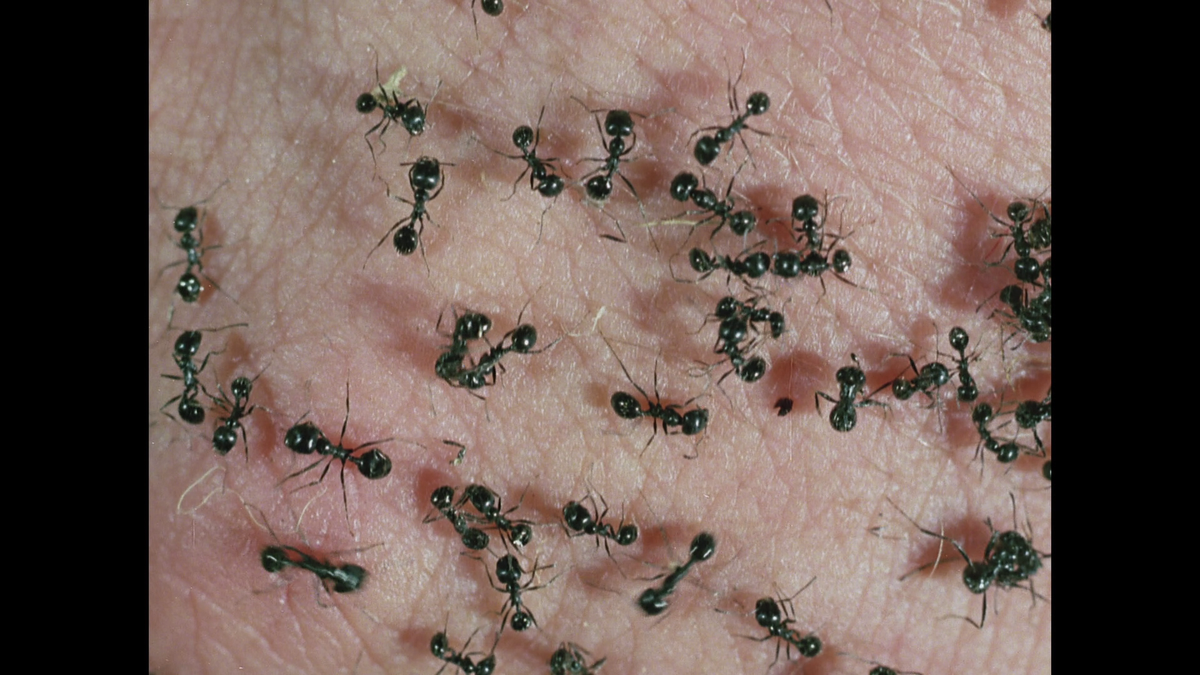 Ants - Die Rache der Schwarzen Königin UNCUT (DVD)